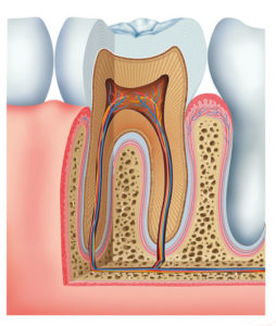 Inner tooth anatomy
