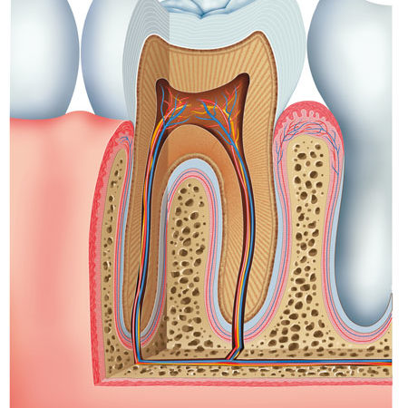 Inner tooth anatomy